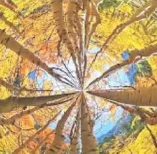Mandala Healing Journeys